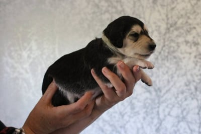 Les chiots de Saluki