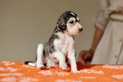 Les chiots de Saluki