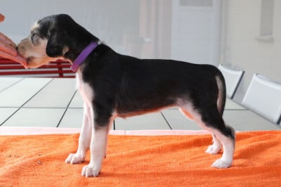 Les chiots de Saluki
