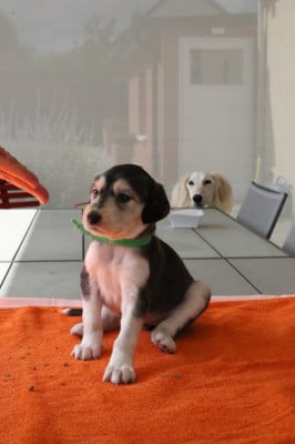 Les chiots de Saluki