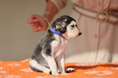 Les chiots de Saluki