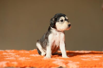 Les chiots de Saluki