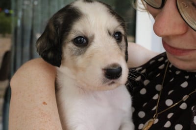 Les chiots de Saluki