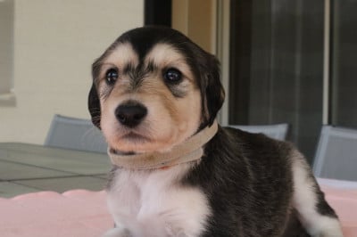 Les chiots de Saluki