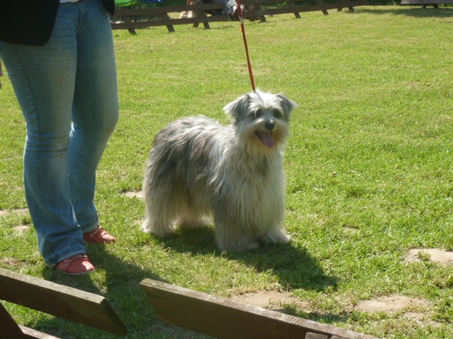 CH. Engy De la tuile au loup - 2 Excellent ---> Meilleures Allures de la NE.