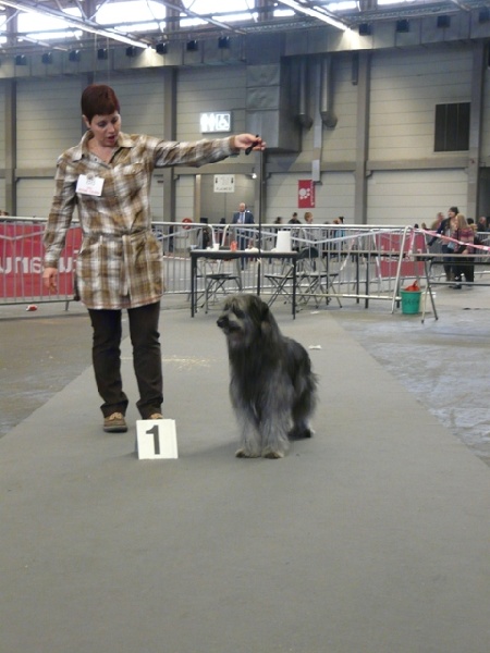 Ilo Jewels of Mountains - 1 Excellent CAC. CACIB