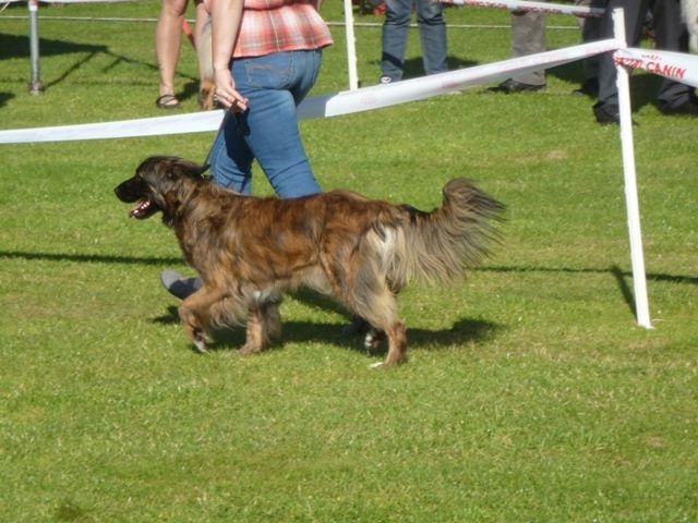 June des Forges de Thor - 1 Excellent --> Meilleur Jeune et Meilleur de Race