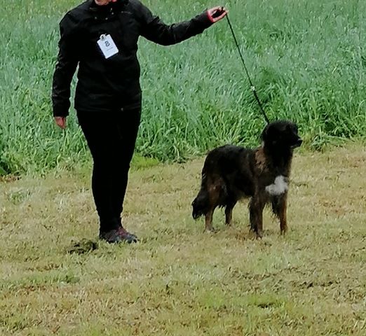 June des Forges de Thor - 2 Excellent / R.CAC