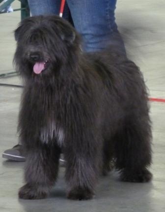 Kara Jewels of Mountains - 1 Très Prometteur ---> Meilleur Puppy