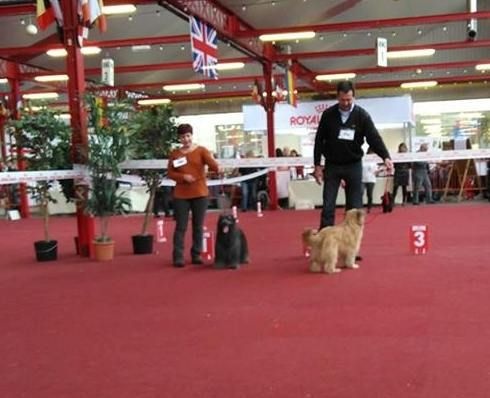 Kara Jewels of Mountains - 1 Excellent CAC. CACIB. BOB