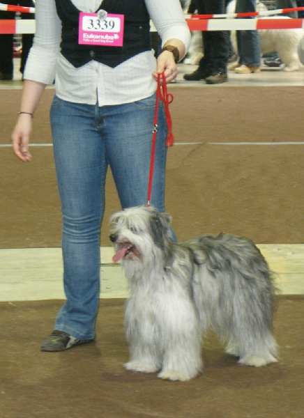 CH. Engy De la tuile au loup - 1 Excellent CACL. CACIB. BOB ==> CHAMPIONNE DU LUXEMBOURG