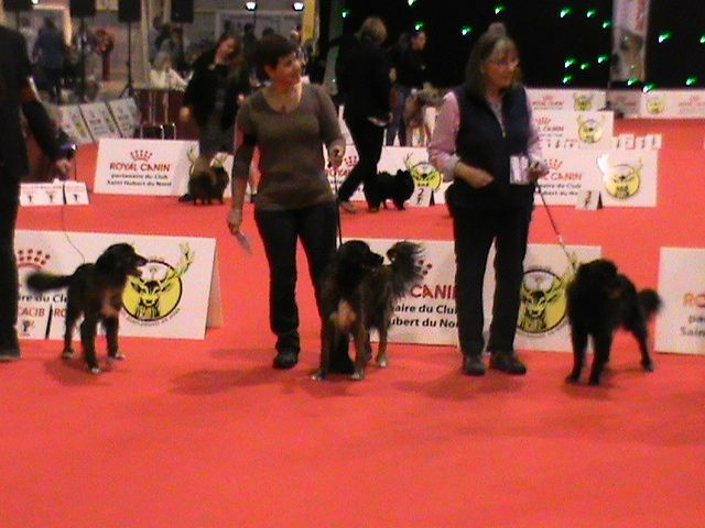 June des Forges de Thor - 1 Excellent / CACS / R.CACIB