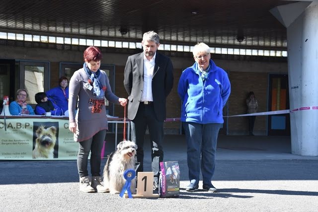 CH. Engy De la tuile au loup - 1 Ex. Meilleur vétéran & Meilleur femelle poil long
