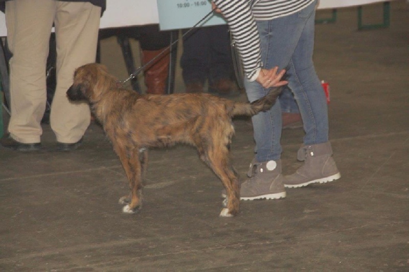 June des Forges de Thor - 1 Très prometteur --> Meilleurs Baby