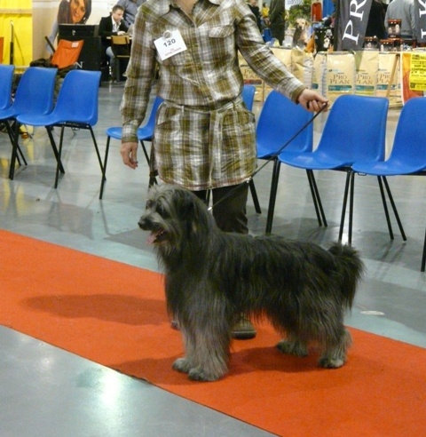 Ilo Jewels of Mountains - 2 Excellent R.CAC. R.CACIB