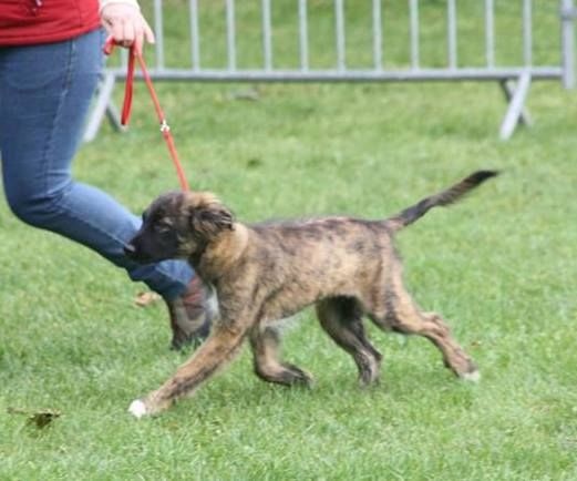 June des Forges de Thor - 1 Très Prometteur