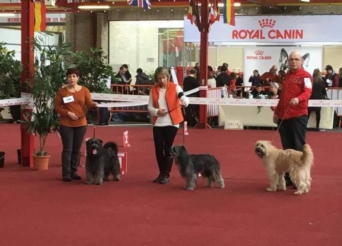 Ilo Jewels of Mountains - 1 Excellent CAC. CACIB. BOS