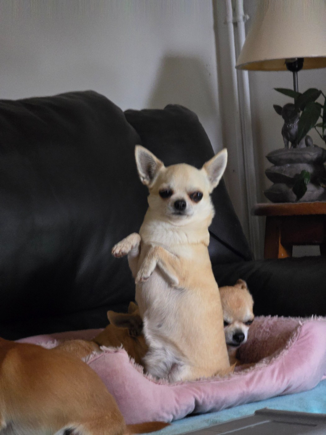 Over the moon de l'île aux genêts