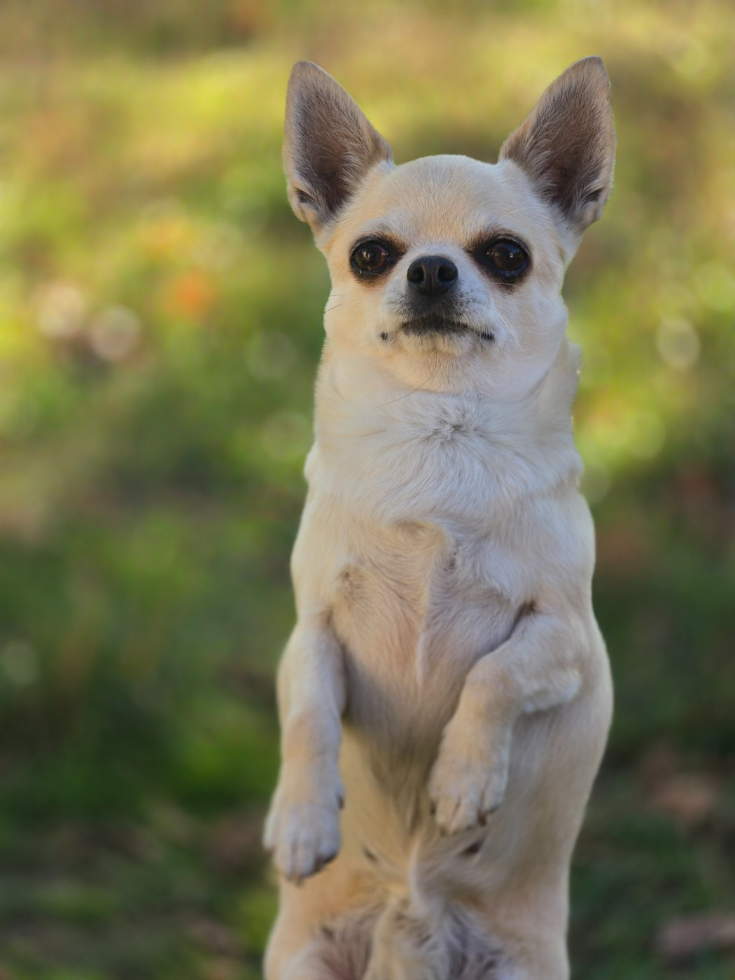 Over the moon de l'île aux genêts
