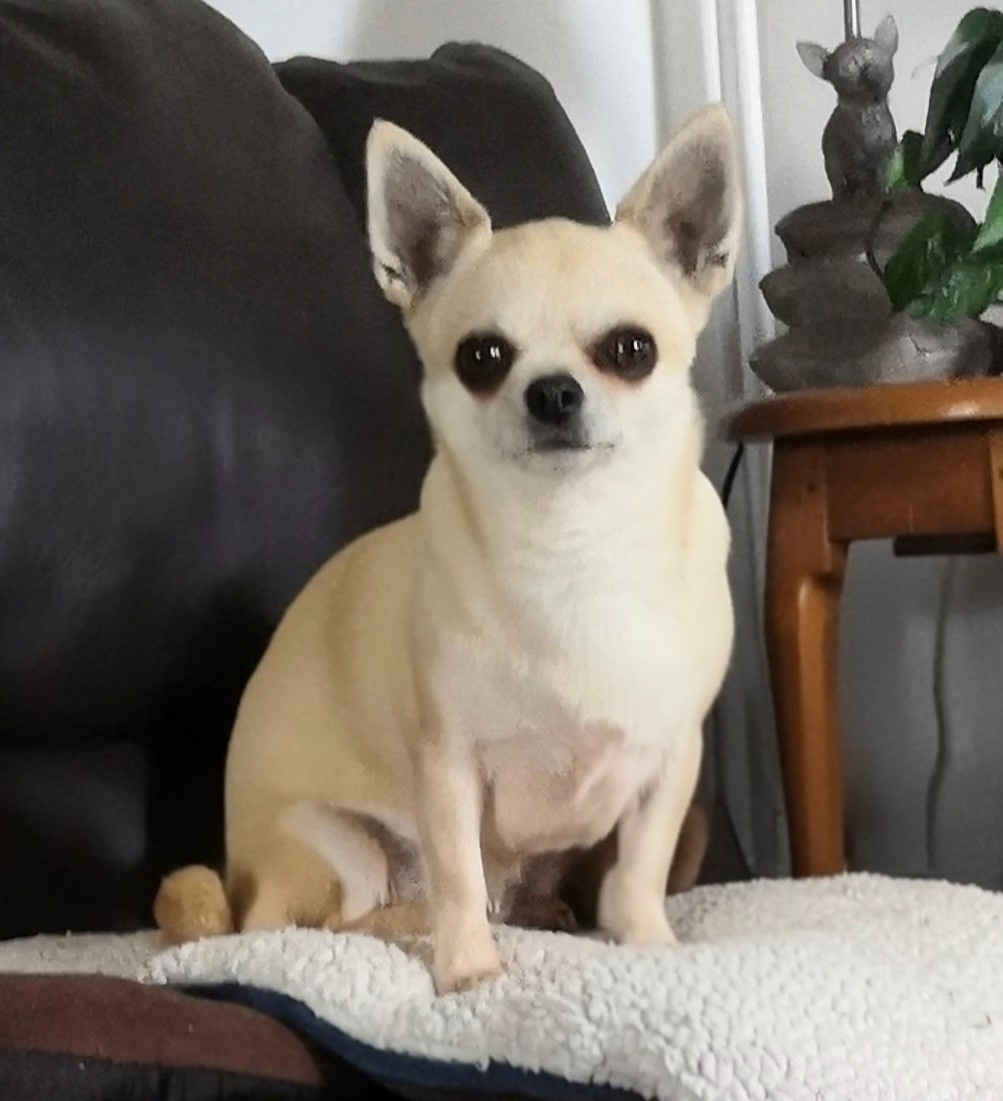 Over the moon de l'île aux genêts