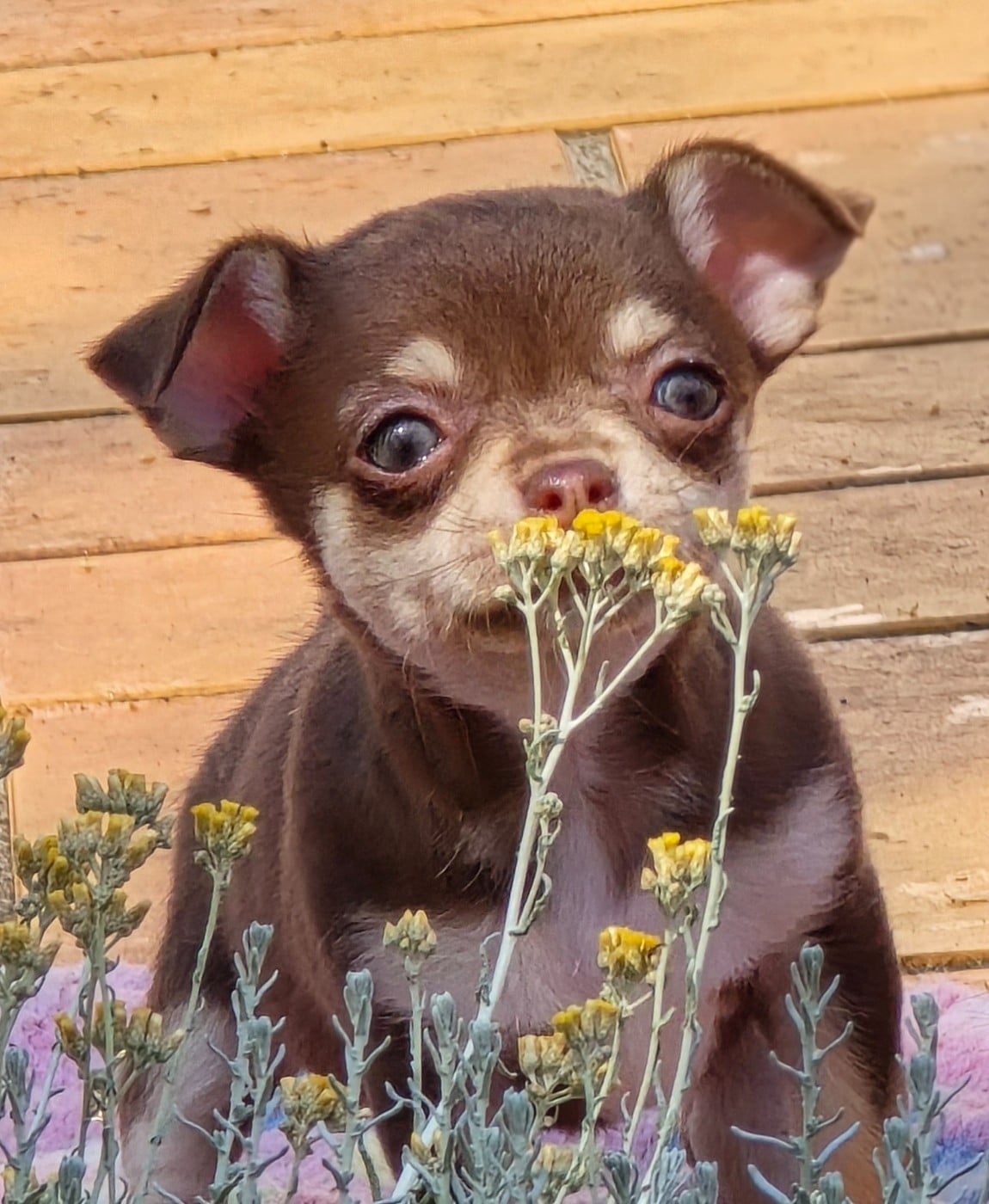 B.....2 - Chihuahua