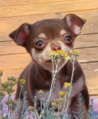 Les chiots de Chihuahua