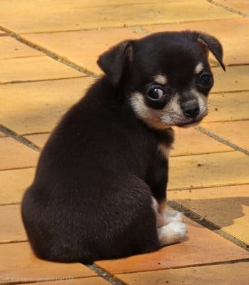 Les chiots de Chihuahua