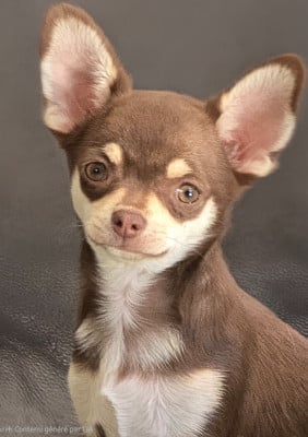 Les chiots de Chihuahua