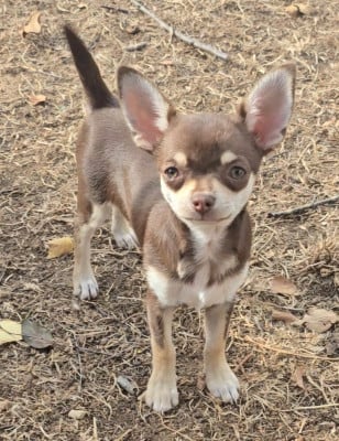 Les chiots de Chihuahua