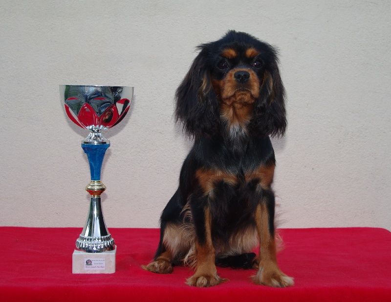 Engel flower De park ar marc'heger