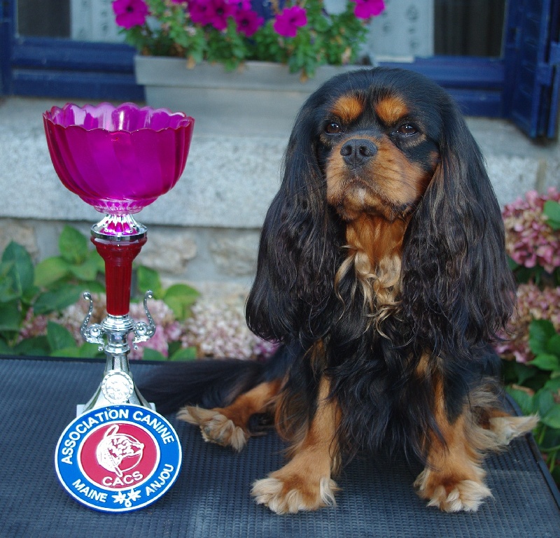 CH. Charly parker De la fieffe au songeur