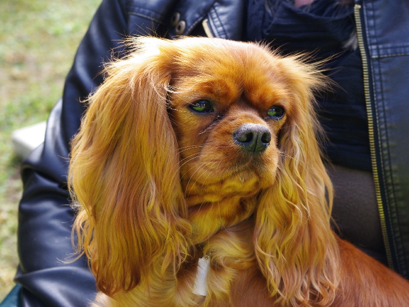 Alma Du chemin de vincy