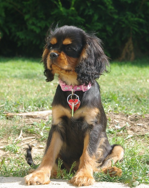 Engel flower De park ar marc'heger