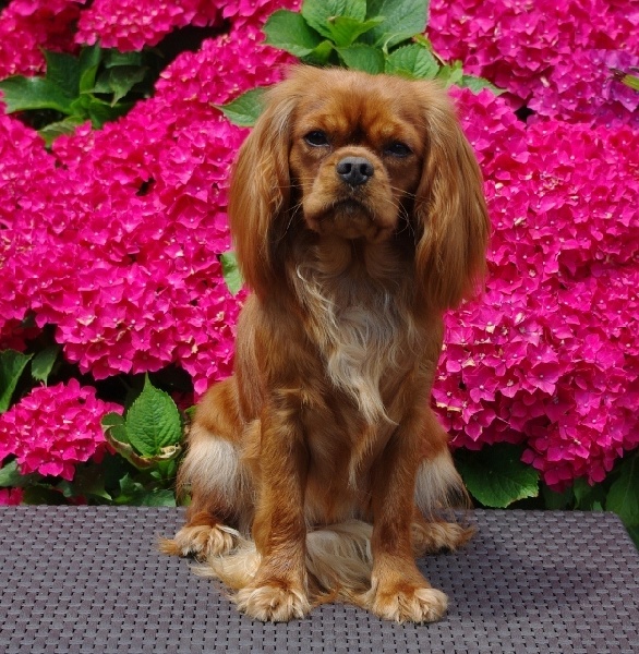 Fhélynie fire doll des petits Anges de Sophie