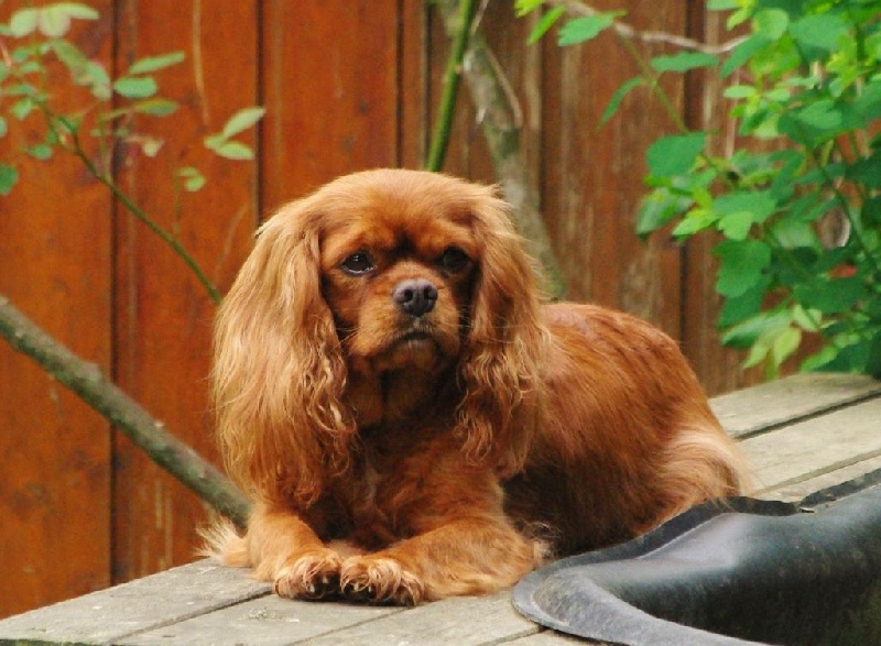 Fhélynie fire doll des petits Anges de Sophie