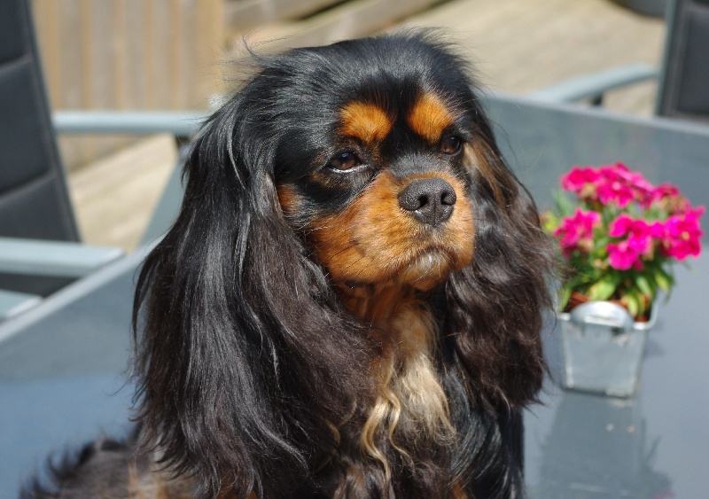 CH. Charly parker De la fieffe au songeur