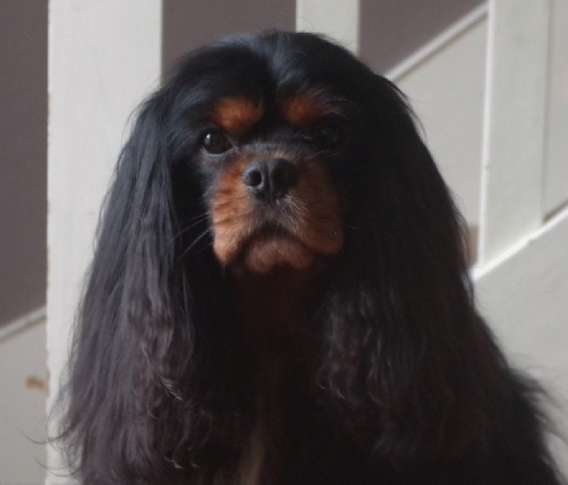 CH. Charly parker De la fieffe au songeur