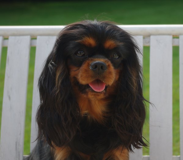 Engel flower De park ar marc'heger