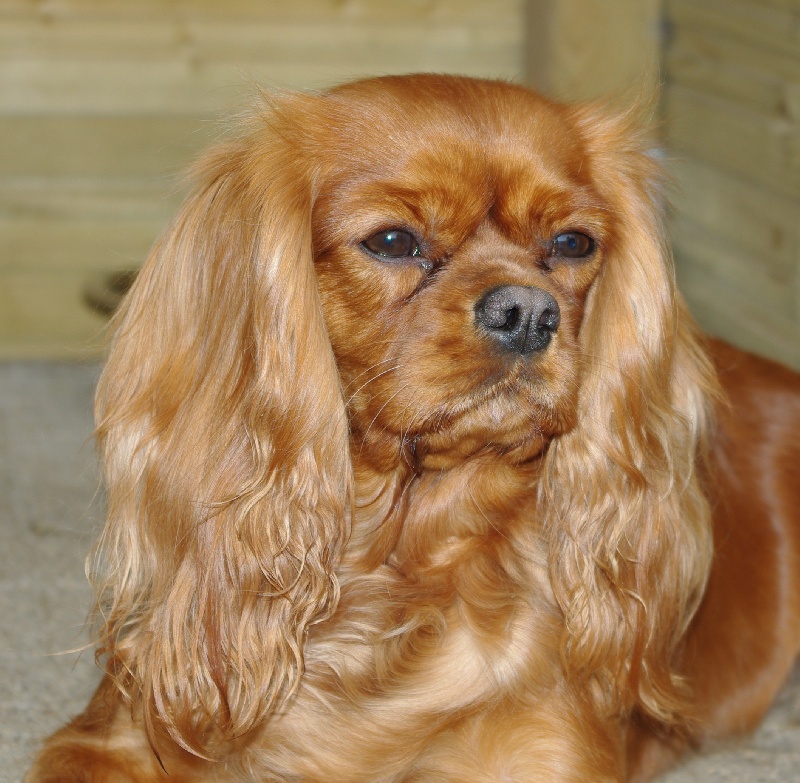 Alma Du chemin de vincy