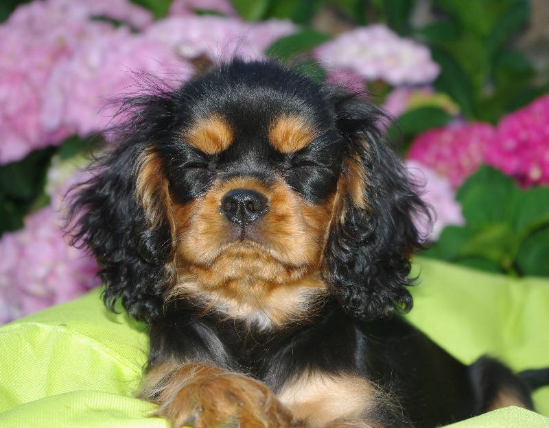 Engel flower De park ar marc'heger