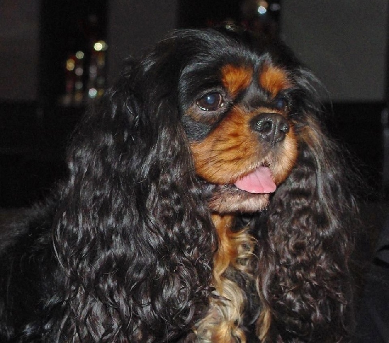 CH. Charly parker De la fieffe au songeur