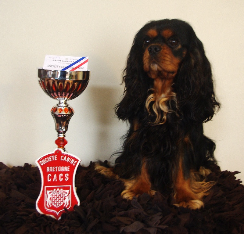 CH. Charly parker De la fieffe au songeur