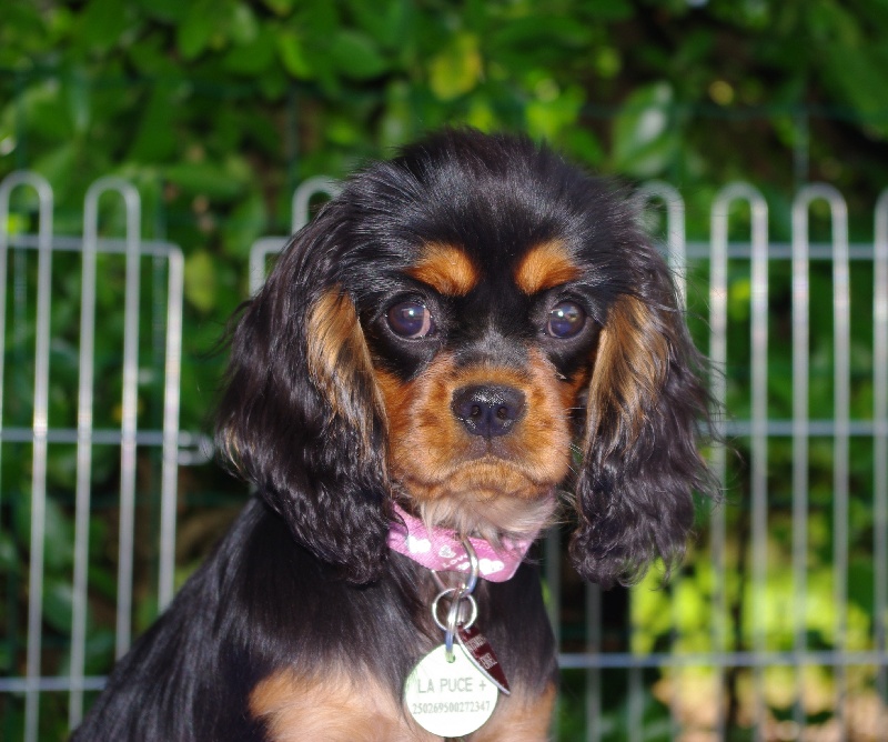 Engel flower De park ar marc'heger