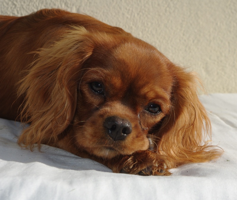 Fhélynie fire doll des petits Anges de Sophie