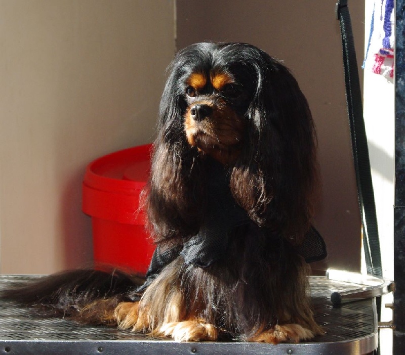 CH. Charly parker De la fieffe au songeur