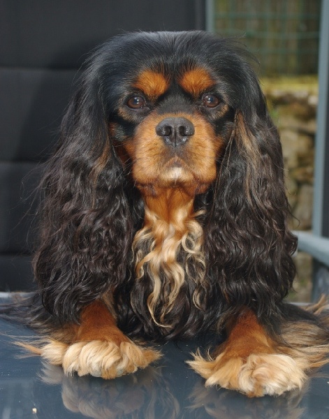 CH. Charly parker De la fieffe au songeur