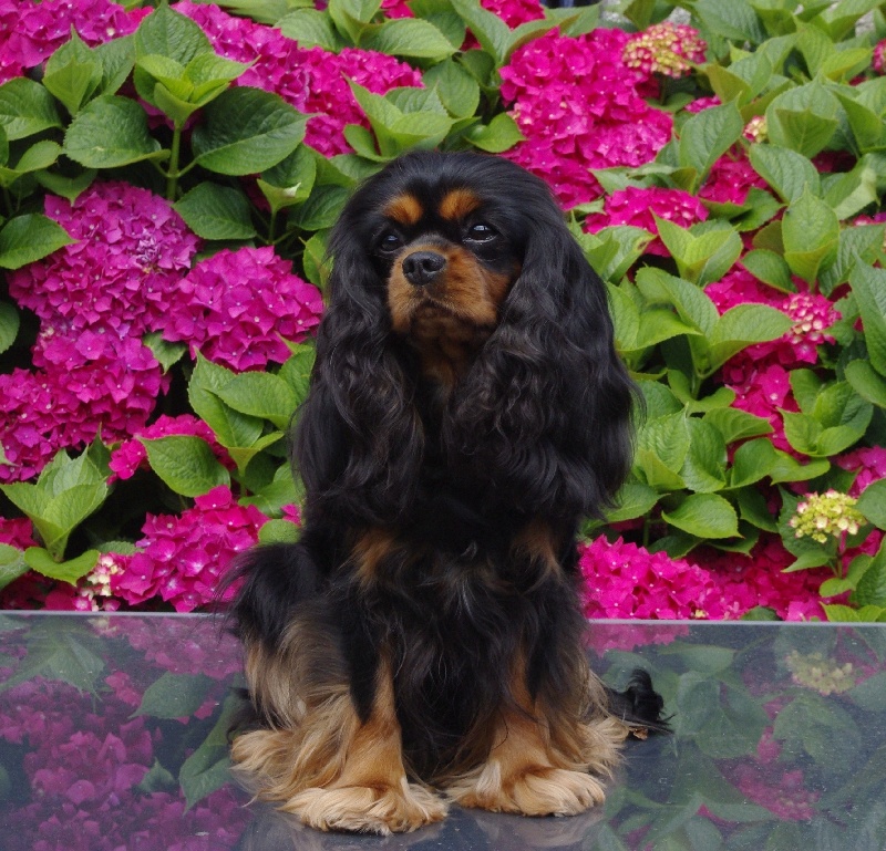 Engel flower De park ar marc'heger