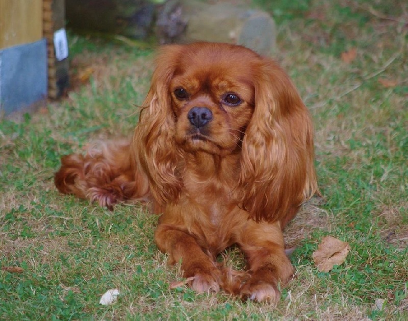 Fhélynie fire doll des petits Anges de Sophie