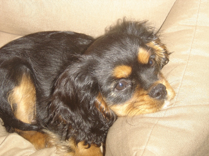 CH. Charly parker De la fieffe au songeur