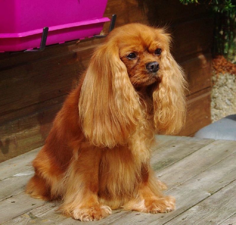 Alma Du chemin de vincy